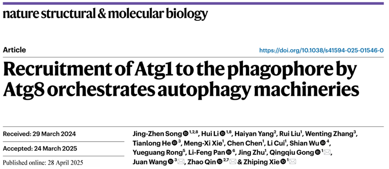 NSMB丨英国上市公司官网365秦昭团队合作研究发现Atg8-Atg1互作调控自噬体形成新机制