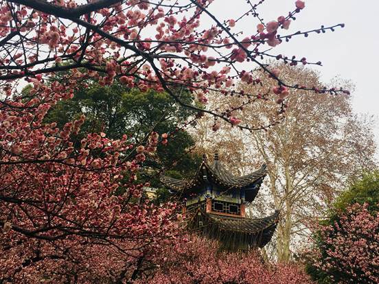 聊寄一枝春,才元(信管)