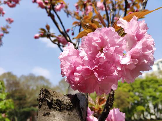花儿与蓝天 陈玉洁